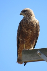 Buteo trizonatus