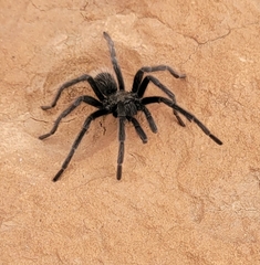 Aphonopelma prenticei