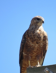 Buteo trizonatus