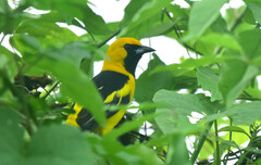 Icterus mesomelas