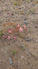 Alstroemeria diluta