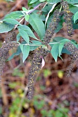 Buddleja davidii