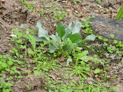 Carduus pycnocephalus