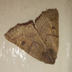 Aethiopodes erebaria