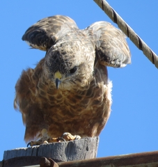 Buteo trizonatus