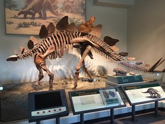 Stegosaurus stenops