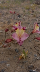 Alstroemeria diluta
