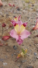 Alstroemeria diluta