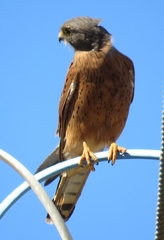 Buteo trizonatus