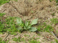 Cynoglossum cheirifolium