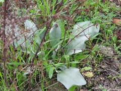 Cynoglossum cheirifolium