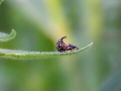 Nanophyes marmoratus