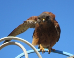 Buteo trizonatus