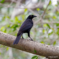 Molothrus oryzivorus