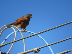 Buteo trizonatus