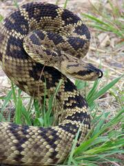 Crotalus molossus