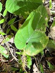 Gonolobus suberosus