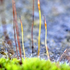 Tortula muralis muralis