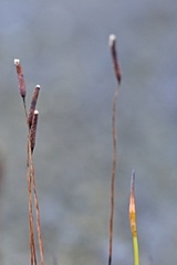 Tortula muralis muralis