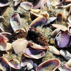 Pachygrapsus crassipes