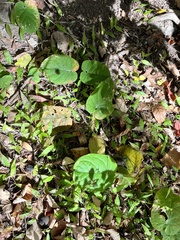 Gonolobus suberosus