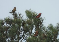 Loxia pytyopsittacus