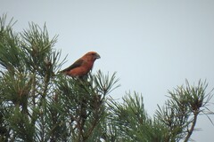 Loxia pytyopsittacus