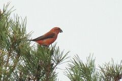 Loxia pytyopsittacus