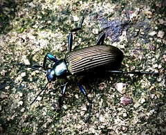 Stenochiini