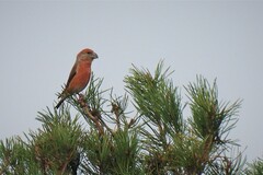 Loxia pytyopsittacus