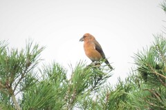 Loxia pytyopsittacus
