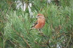 Loxia pytyopsittacus