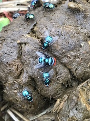 Chrysomya marginalis