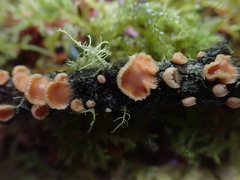 Aleurodiscus grantii