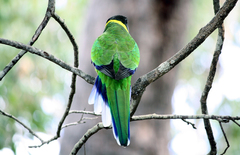 Barnardius zonarius semitorquatus