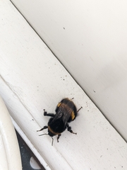 Bombus