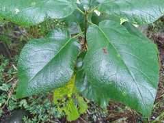 Ficus erecta beecheyana