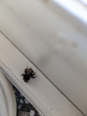 Bombus