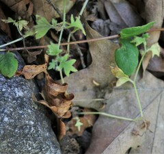 Nemophila parviflora