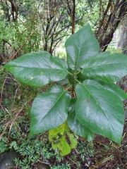 Ficus erecta beecheyana