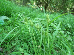 Carex lupulina