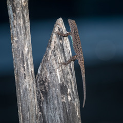 Urosaurus ornatus schmidti