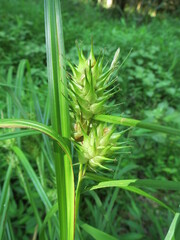 Carex lupulina