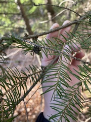 Adelges abietis
