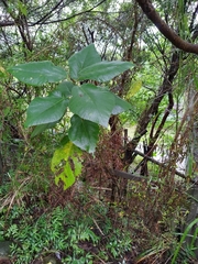 Ficus erecta beecheyana