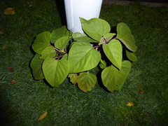 Clerodendrum trichotomum