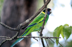 Barnardius zonarius semitorquatus