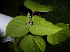 Clerodendrum trichotomum
