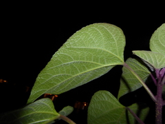 Clerodendrum trichotomum