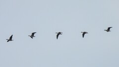 Anser albifrons albifrons